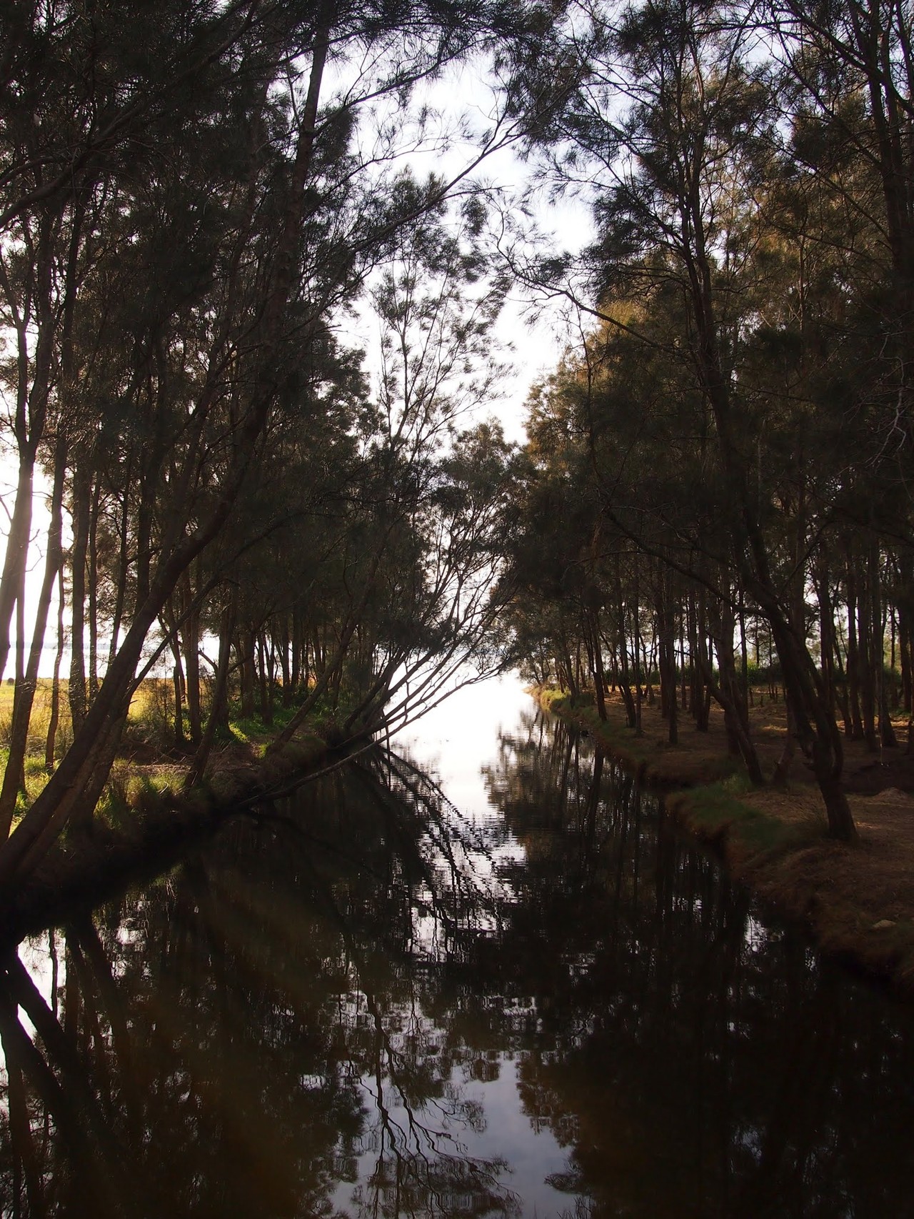 Berkeley Vale, NSW, Pathway along Tuggerah Lake with tree reflections