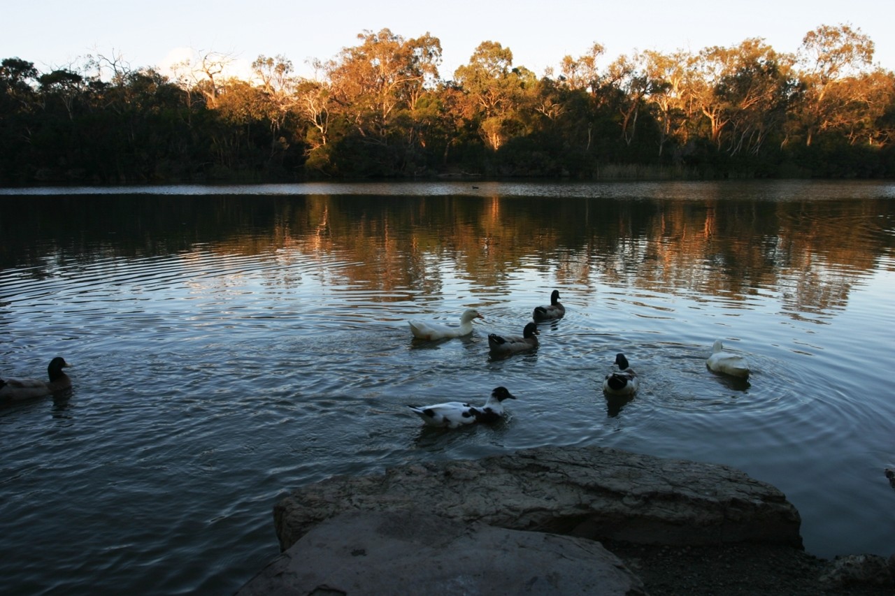 Blackburn, VIC, Blackburn Lake Sanctuary