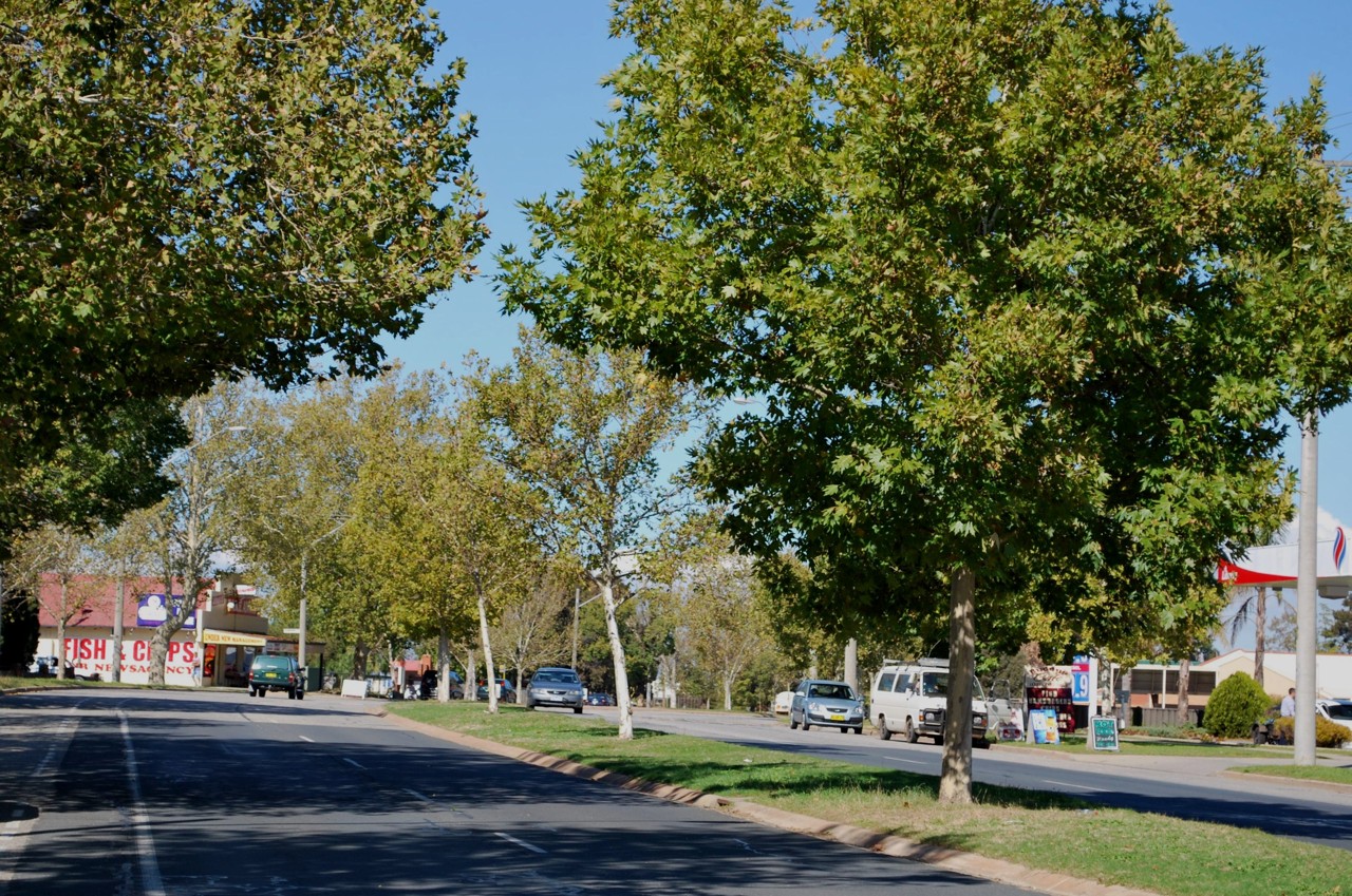 Lavington, NSW, Tree-lined street with shops and vehicles
